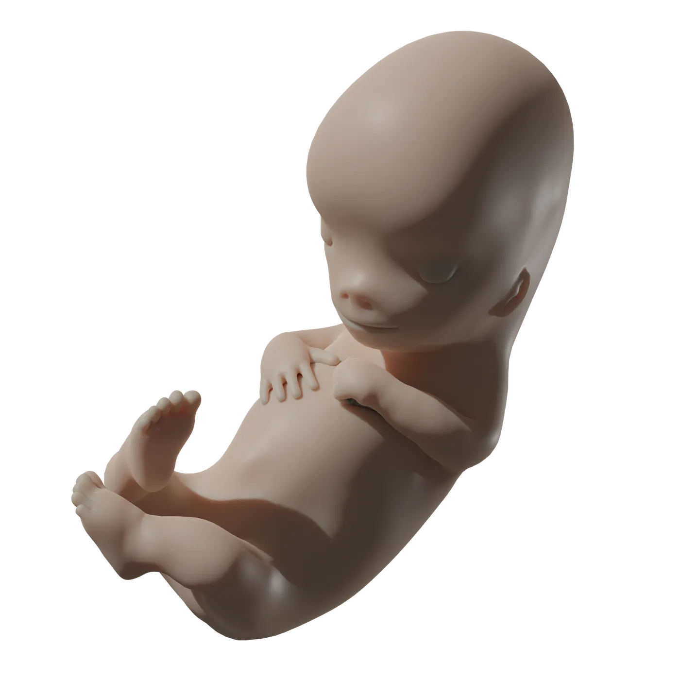 PassionLife Tiny Baby© - 9-week fetal model